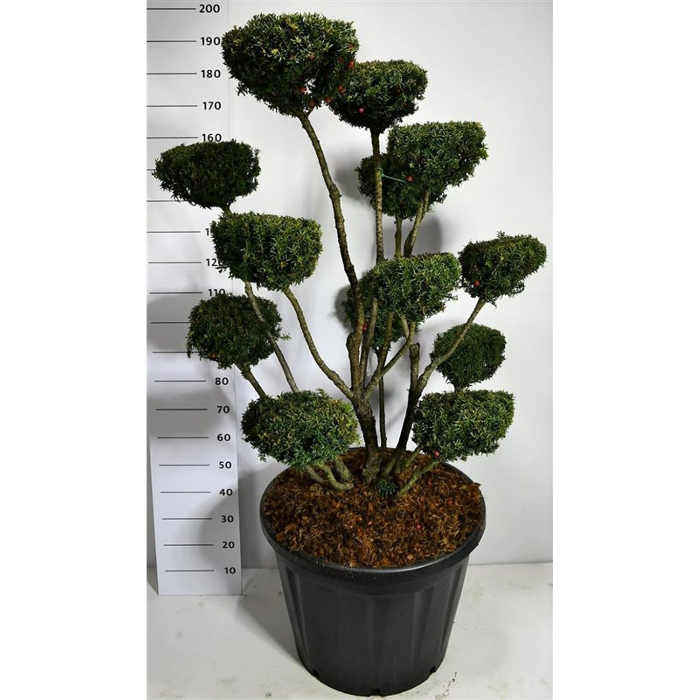 Hybrididegran – Taxus media 'Hicksii' - 125-150 CM Bonsai Cont.